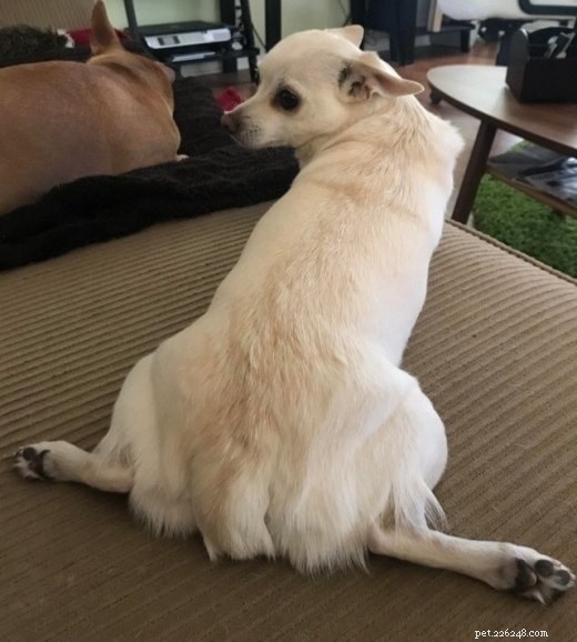 Understanding Dog Splooting: Causes, Benefits, and Health Tips