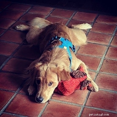 Understanding Dog Splooting: Causes, Benefits, and Health Tips