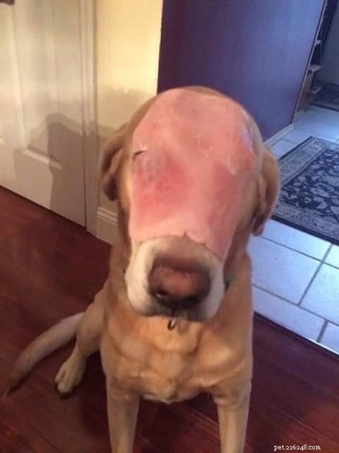 Is It Safe? The Pros and Cons of Feeding Ham to Your Dog