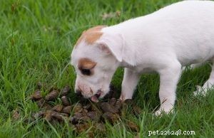 Understanding Why Dogs Eat Their Own Stool: Causes, Prevention, and Solutions
