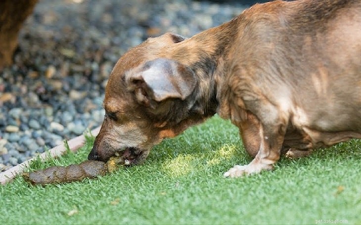 Understanding Why Dogs Eat Their Own Stool: Causes, Prevention, and Solutions