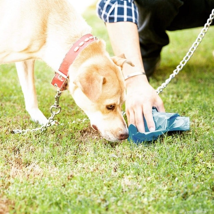 Understanding Why Dogs Eat Their Own Stool: Causes, Prevention, and Solutions
