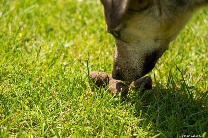 Understanding Why Dogs Eat Their Own Stool: Causes, Prevention, and Solutions