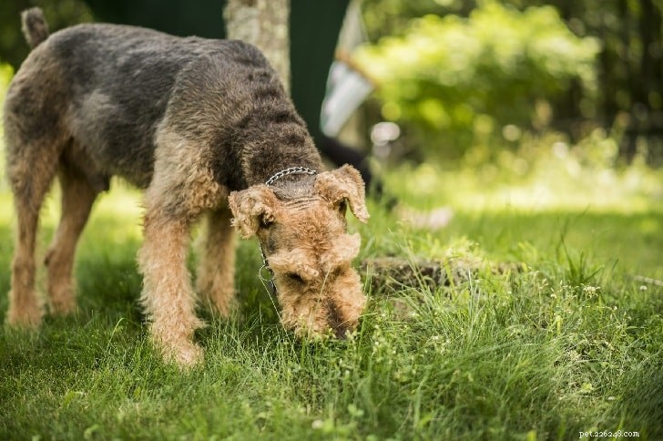 Understanding Why Dogs Eat Their Own Stool: Causes, Prevention, and Solutions