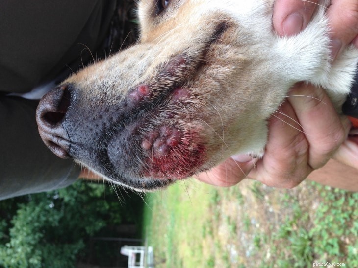 Poison Ivy Poisoning in Dogs: Causes, Symptoms, Diagnosis, and Treatment Guide