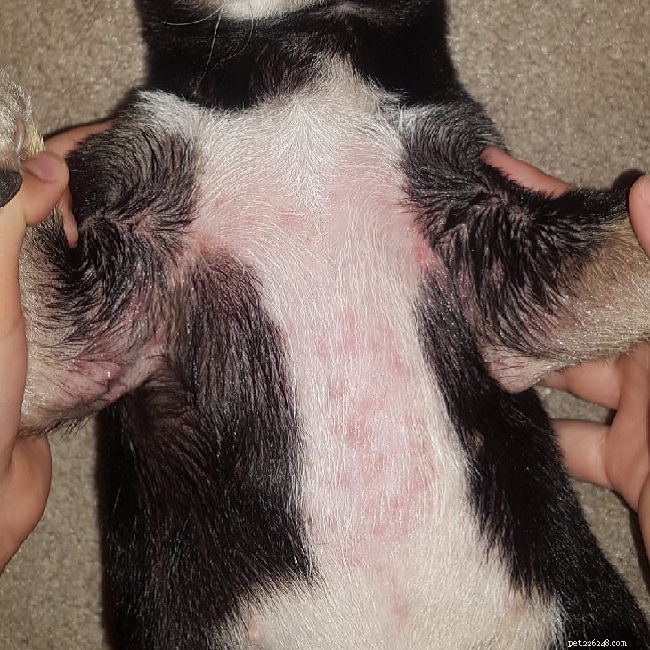 Poison Ivy Poisoning in Dogs: Causes, Symptoms, Diagnosis, and Treatment Guide