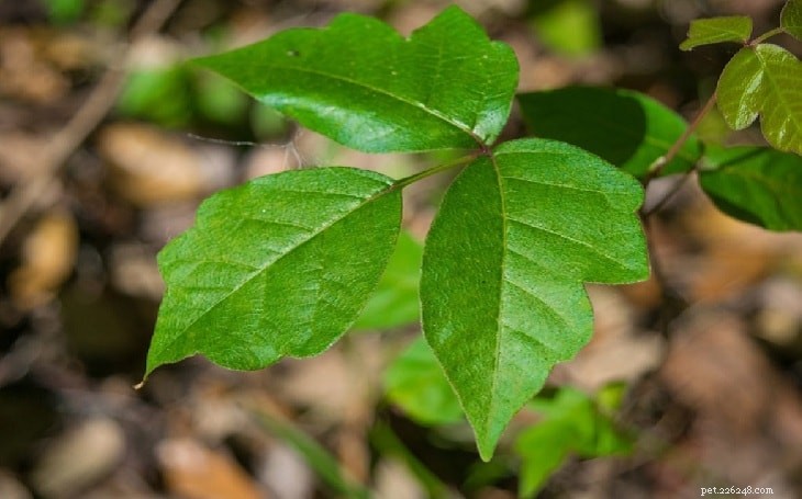 Poison Ivy Poisoning in Dogs: Causes, Symptoms, Diagnosis, and Treatment Guide