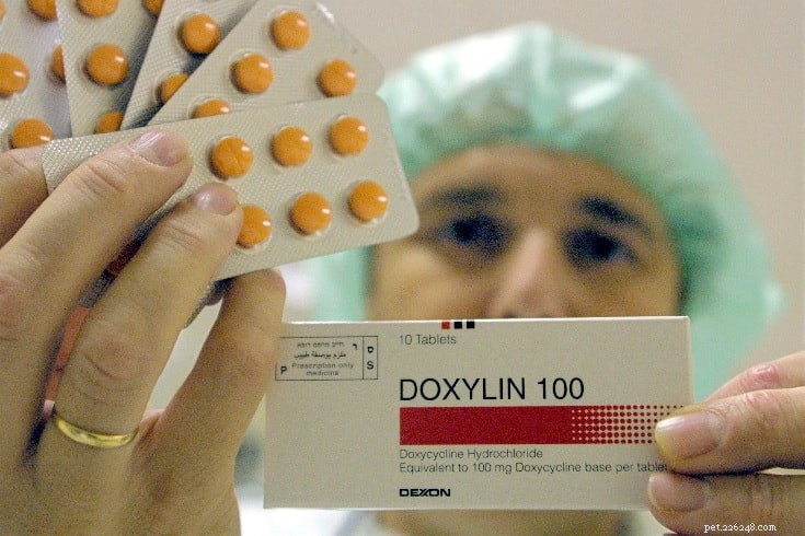 Doxycycline for Dogs: Dosage, Side Effects, and Safe Use Guidelines