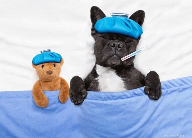 Cephalexin for Dogs: Safe Dosage, Side Effects, and Proper Usage Guide