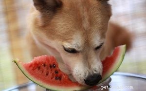 Can Dogs Safely Eat Watermelon? A Complete Guide to Benefits & Feeding Tips
