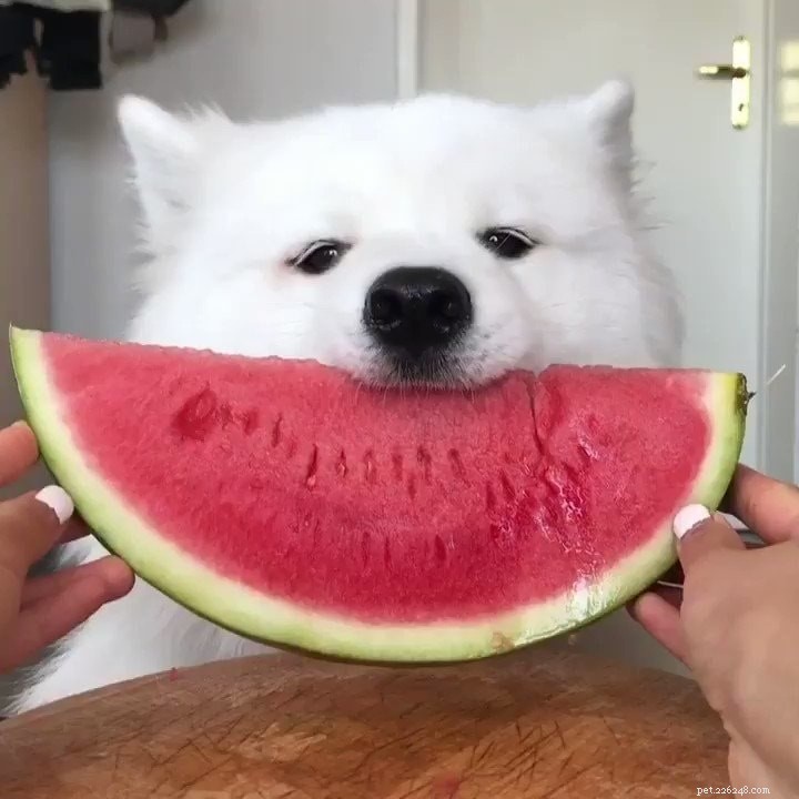 Can Dogs Safely Eat Watermelon? A Complete Guide to Benefits & Feeding Tips