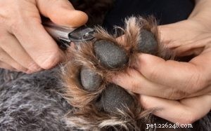 Trim Your Dog’s Nails Safely at Home: A Step‑by‑Step Guide