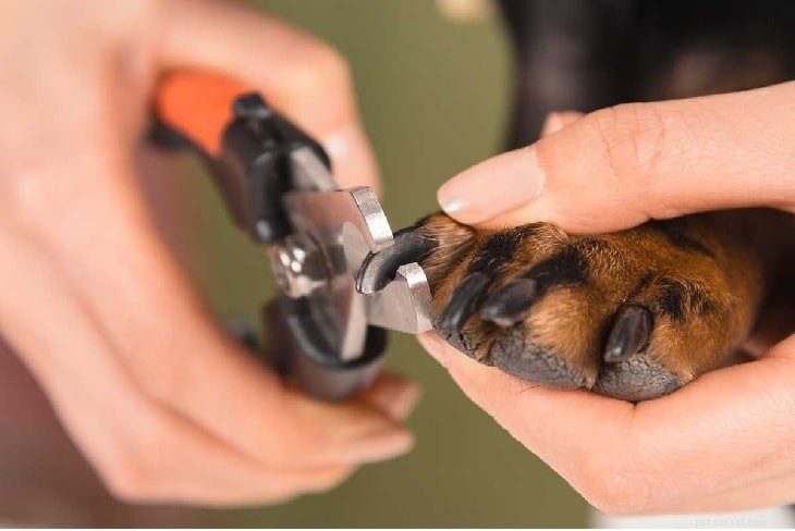 Trim Your Dog’s Nails Safely at Home: A Step‑by‑Step Guide