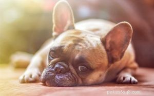 Otitis Media in Dogs: Diagnosis and Effective Treatment