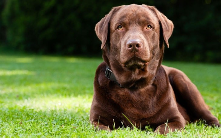 Otitis Media in Dogs: Diagnosis and Effective Treatment