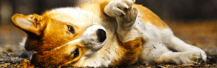 Dog Nail Biting: Causes, Symptoms, and How to Stop It