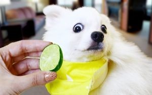 Lime for Dogs? Why This Citrus Fruit Is Harmful and What to Do If Your Dog Eats It
