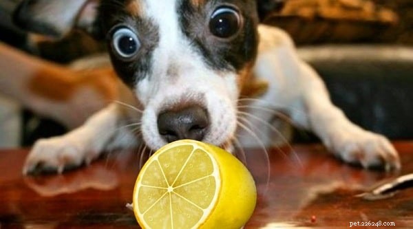 Lime for Dogs? Why This Citrus Fruit Is Harmful and What to Do If Your Dog Eats It