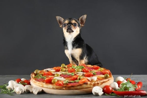 Is it Safe? The Benefits and Risks of Feeding Olives to Your Dog