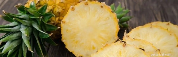 Can Dogs Eat Pineapple? Health Benefits & Feeding Guide