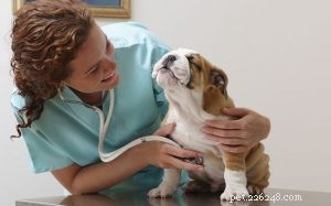 Panacur for Dogs: Safe Use, Dosage, and Side Effects Explained