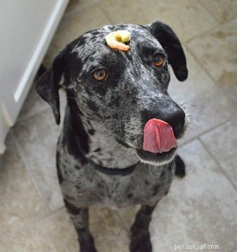 Can Dogs Eat Shrimp? Benefits, Risks, and Feeding Guidelines