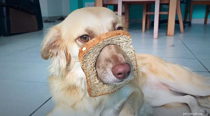 Feeding Bread to Dogs: Benefits, Risks, and Safe Portions