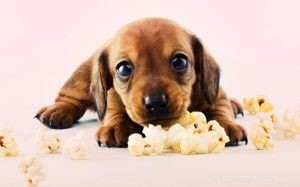 Is Popcorn Safe for Dogs? How to Feed It Without Choking Risks