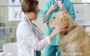 Hydroxyzine for Dogs: Dosage, Side Effects & Safe Use Guide