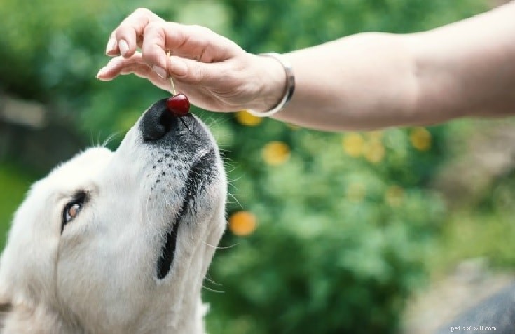 Why Cherries Can Be Dangerous for Dogs: Key Health Risks Explained
