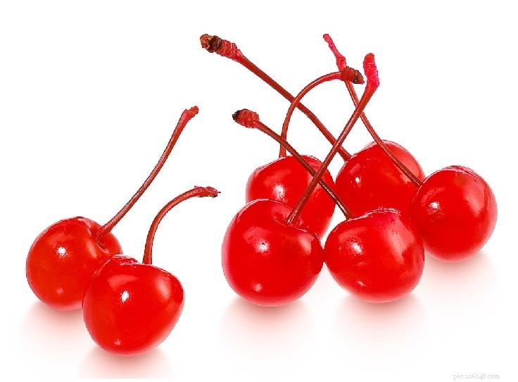 Why Cherries Can Be Dangerous for Dogs: Key Health Risks Explained