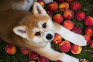 Can Dogs Safely Eat Peaches? Health Benefits & Serving Tips