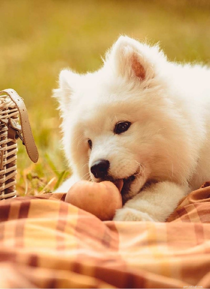 Can Dogs Safely Eat Peaches? Health Benefits & Serving Tips
