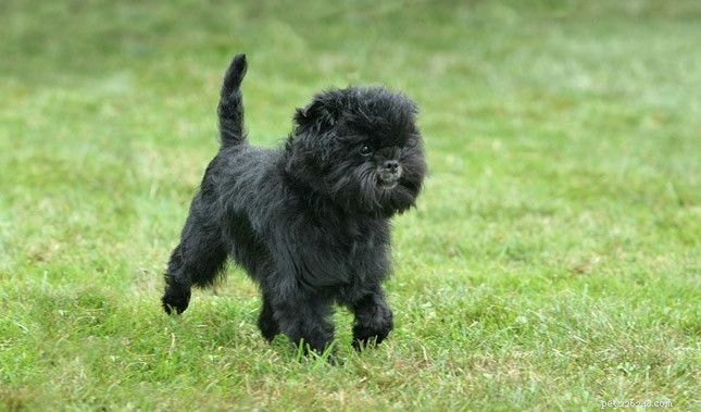 Effective Affenpinscher Training: Proven Techniques for Your Stubborn Monkey Dog