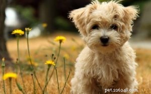 Effective Affenpinscher Training: Proven Techniques for Your Stubborn Monkey Dog