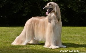 Effective Afghan Hound Training: Build a Loyal, Well‑Behaved Companion