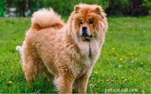 Effective Chow Chow Training: Build Confidence and Obedience