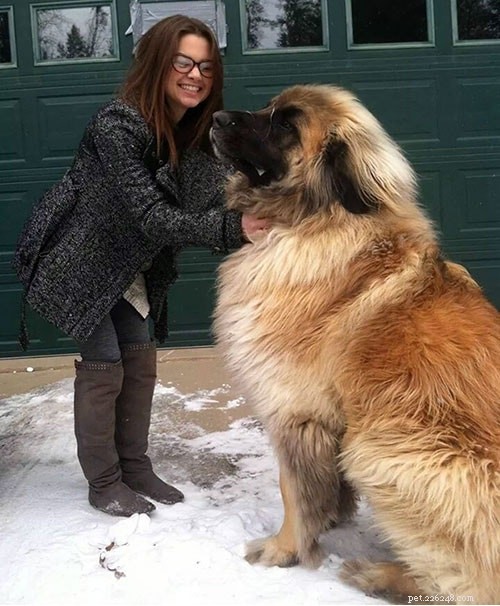 Effective Chow Chow Training: Build Confidence and Obedience