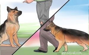 Master German Shepherd Training: Expert Tips for a Well-Balanced Guard Dog