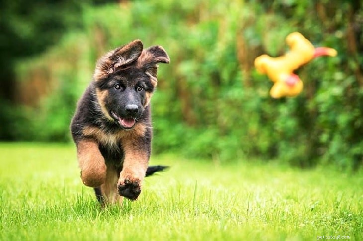 Master German Shepherd Training: Expert Tips for a Well-Balanced Guard Dog