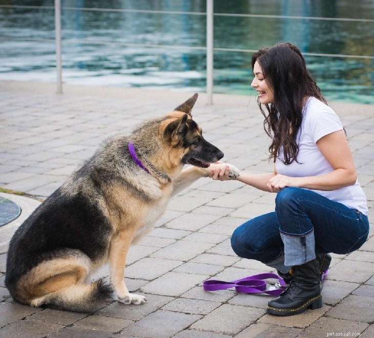 Master German Shepherd Training: Expert Tips for a Well-Balanced Guard Dog