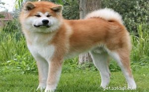 Akita Dog Training: Proven Techniques for Loyal Companions