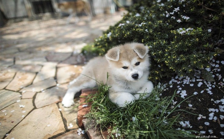 Akita Dog Training: Proven Techniques for Loyal Companions
