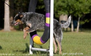 Mastering Australian Cattle Dog Training: Proven Strategies for Loyal, Well‑Behaved Companions
