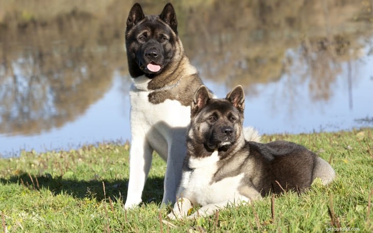 Akita Dog Training: Proven Techniques for Loyal Companions