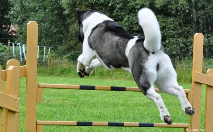 Akita Dog Training: Proven Techniques for Loyal Companions