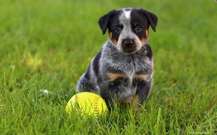 Mastering Australian Cattle Dog Training: Proven Strategies for Loyal, Well‑Behaved Companions