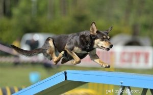 Effective Australian Kelpie Training: Tips & Techniques