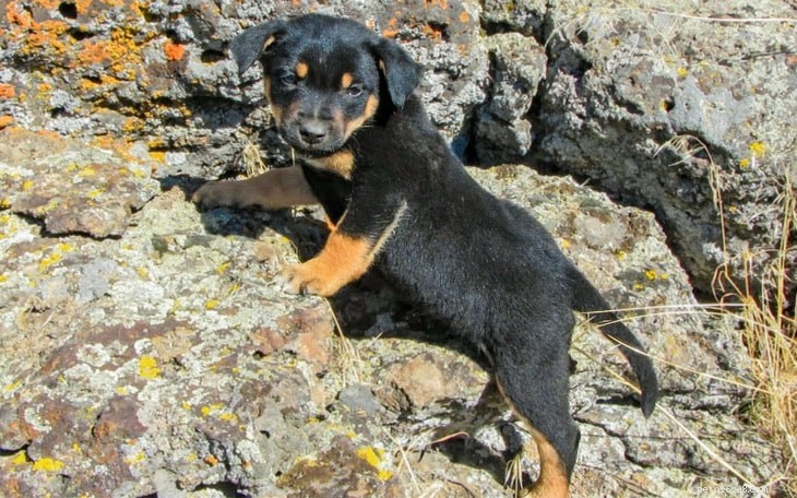 Effective Australian Kelpie Training: Tips & Techniques