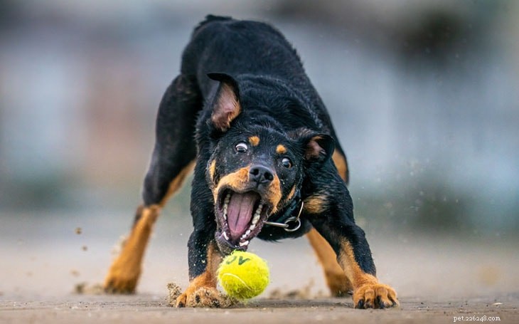 Effective Australian Kelpie Training: Tips & Techniques